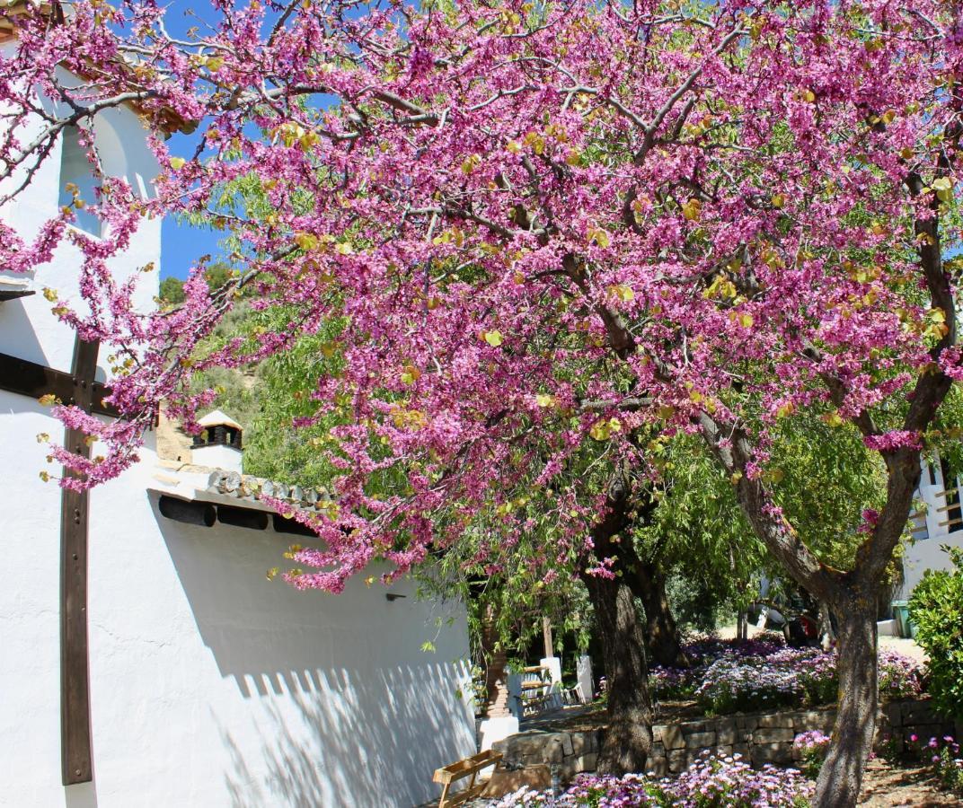 Cortijo La Fe Guest House Montefrio Luaran gambar